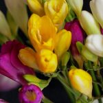 Et spotlight på blomsterfresiaen: En smuk og alsidig blomst